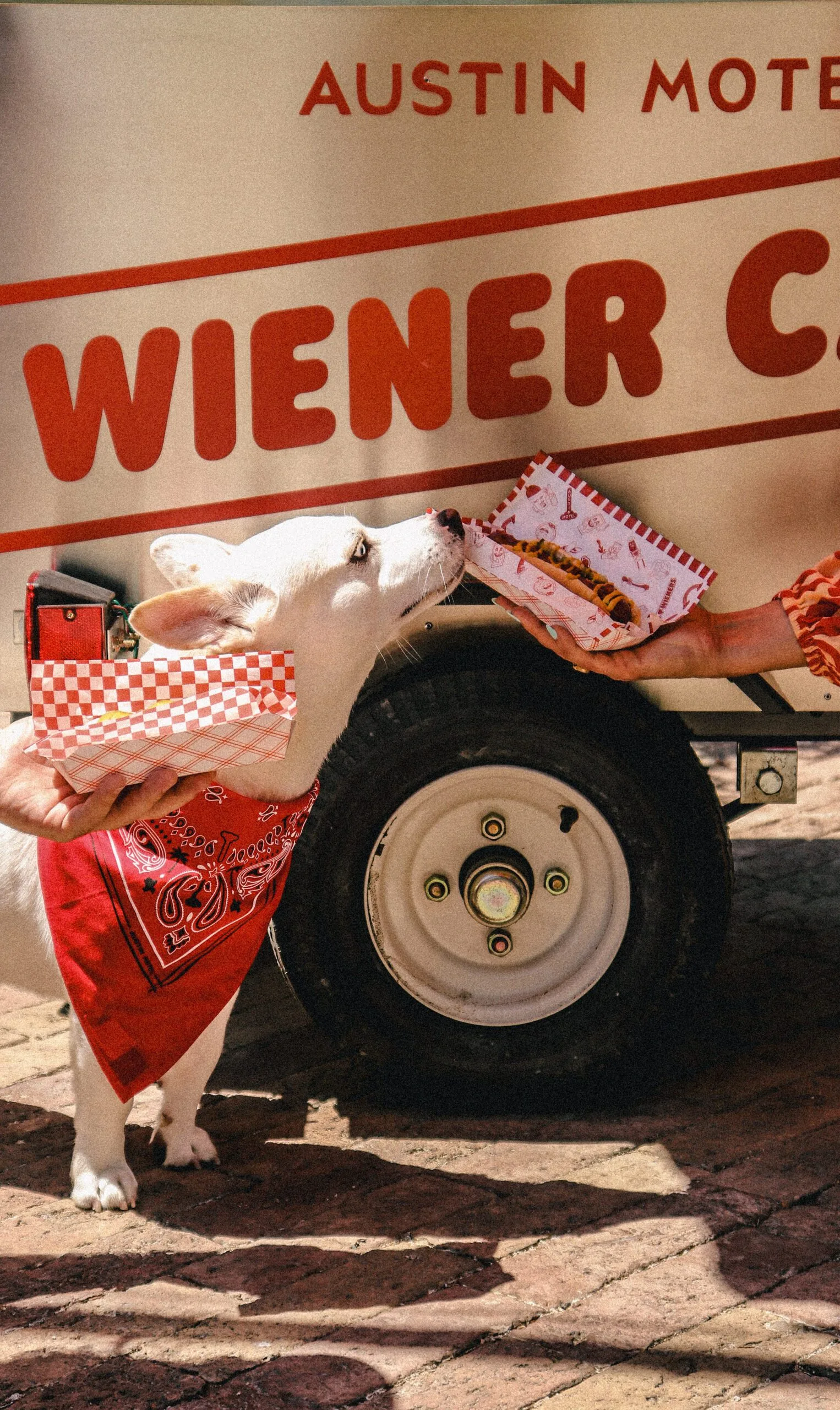 A small white dog sniffing a hotdog