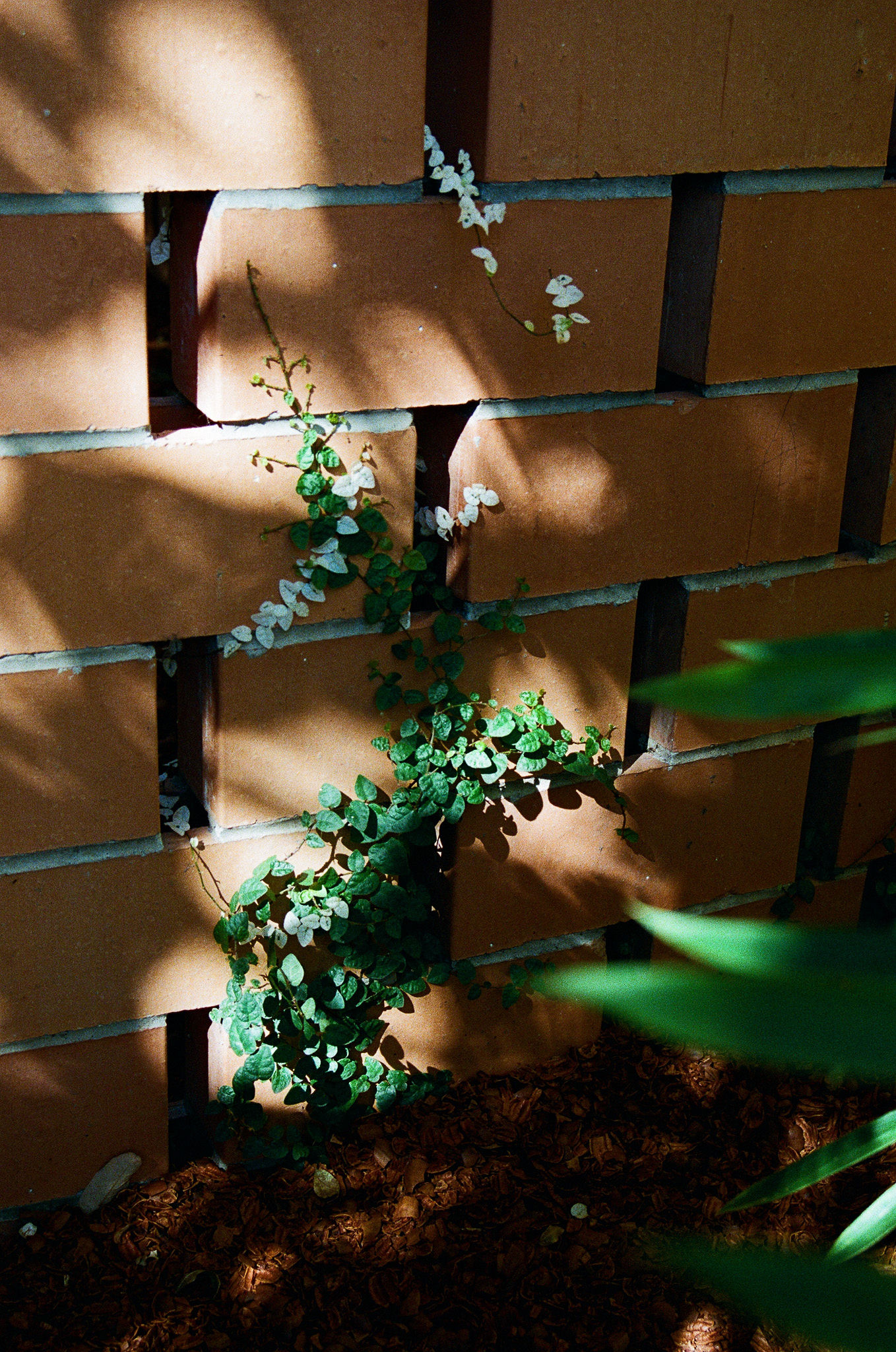 plants on property at carpenter