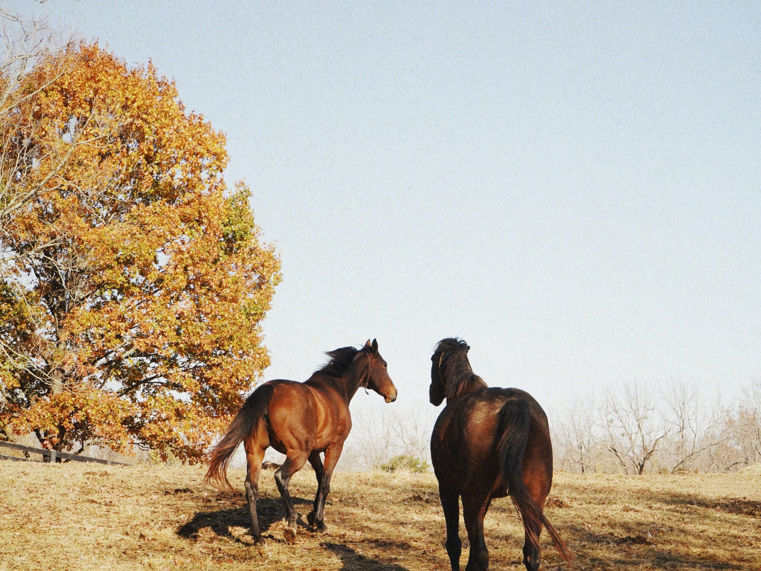 Horses running in a field