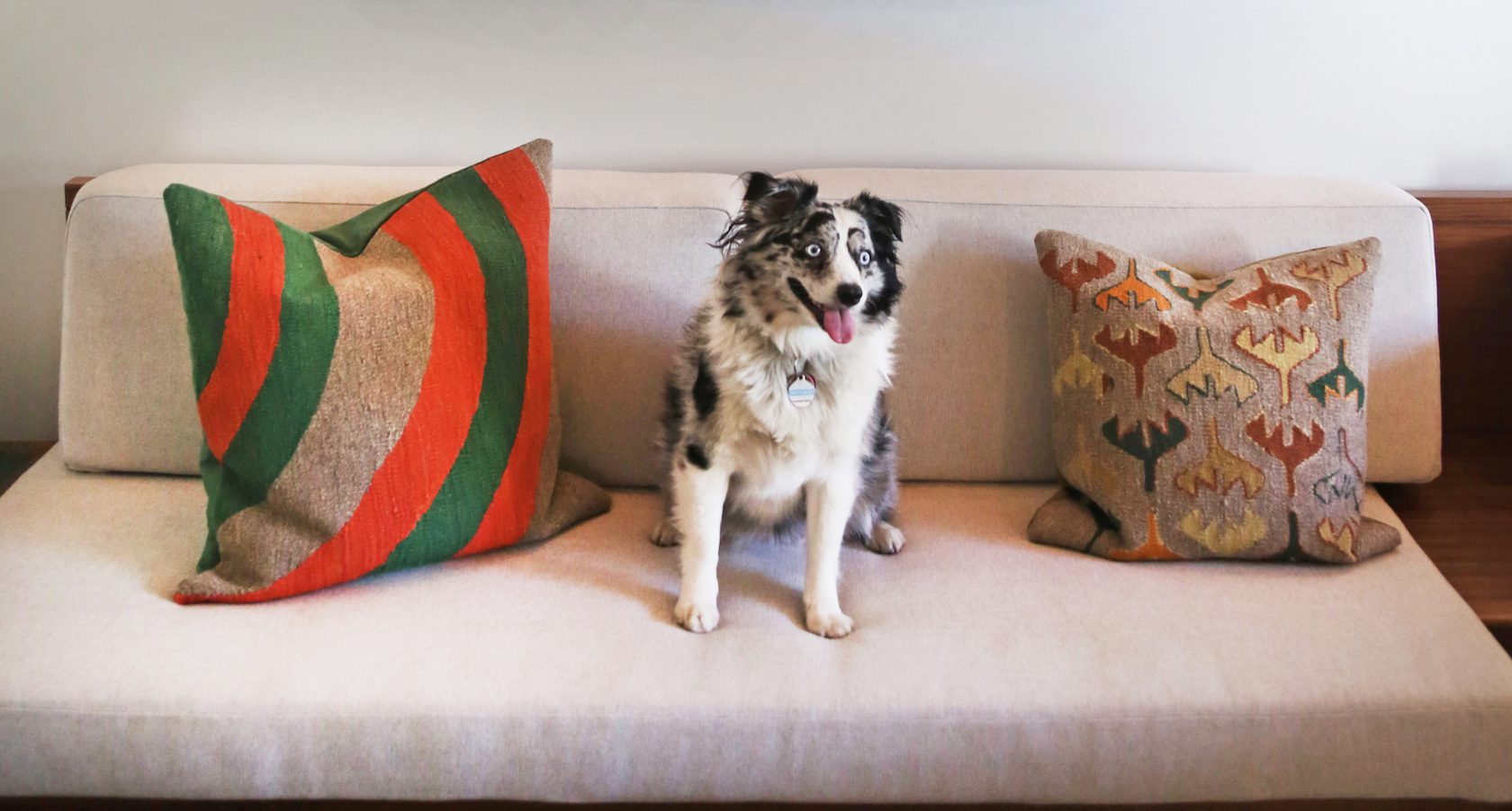 A dog sits on the couch in a room at Hotel Magdalena