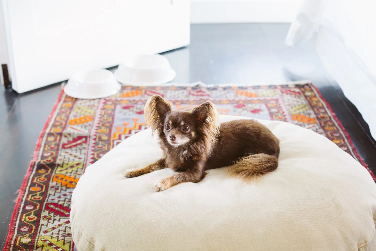 Dog on a bed in a hotel guest room