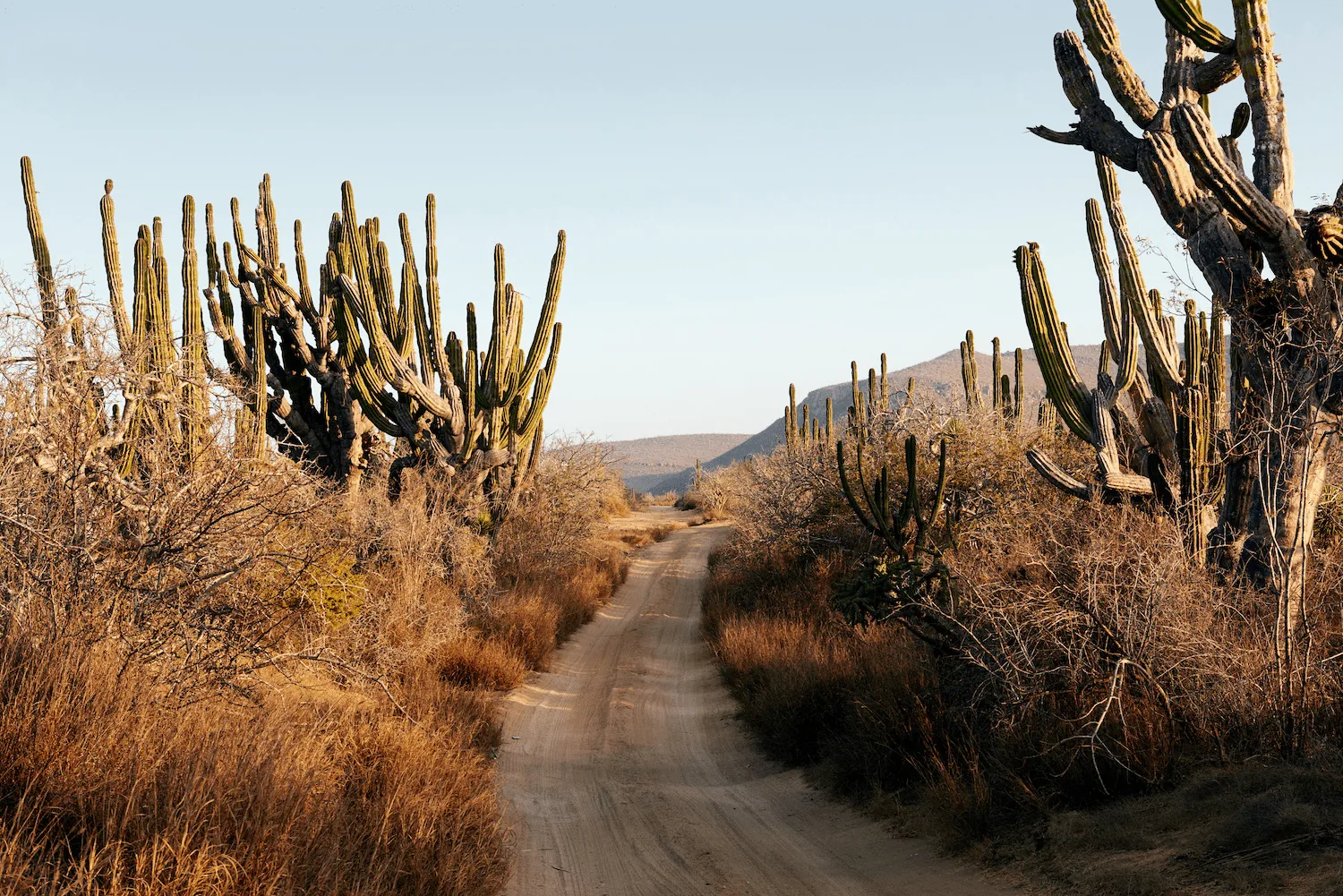 A pathway over a landscape of cacti