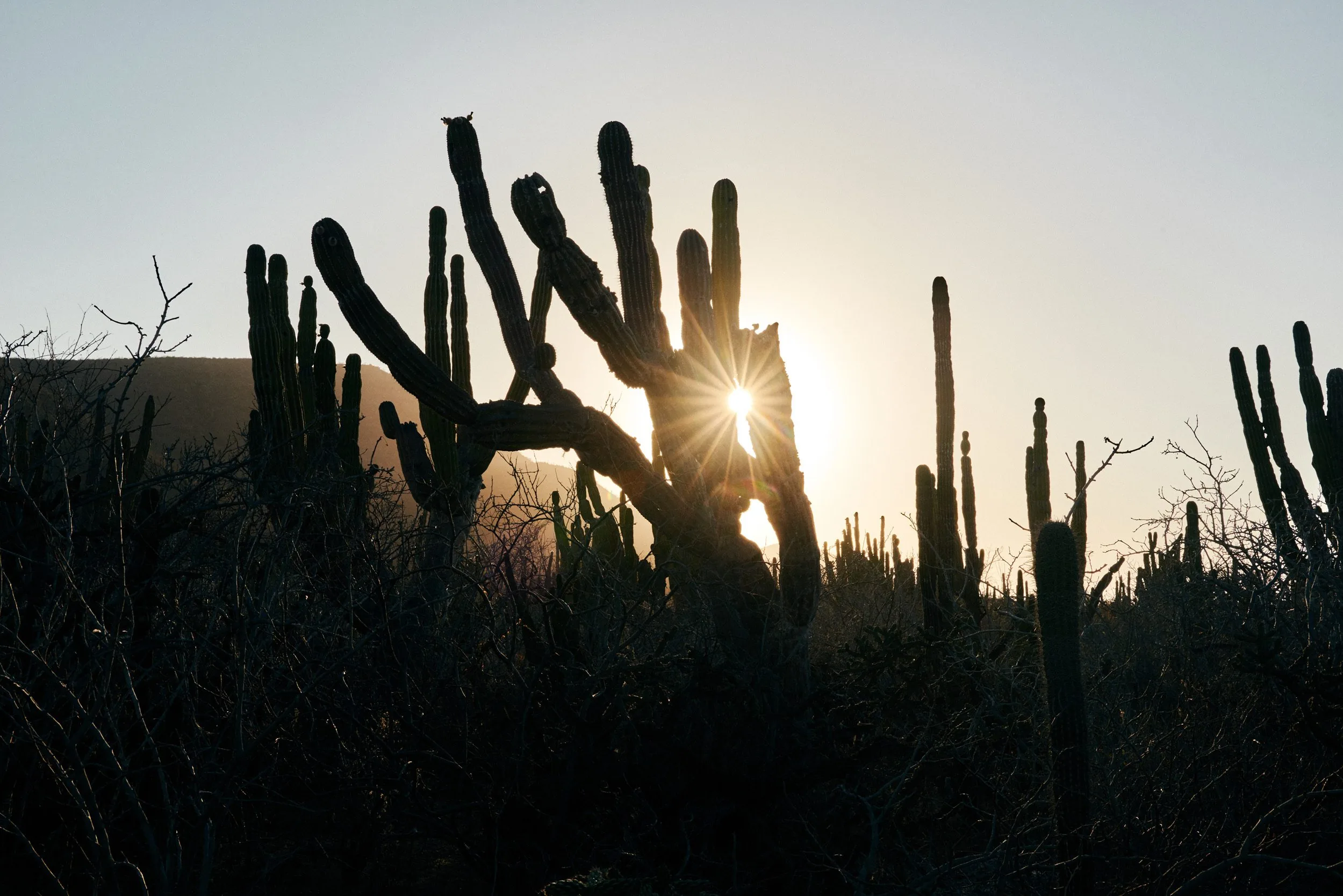Silhouette of cacti against a sky
