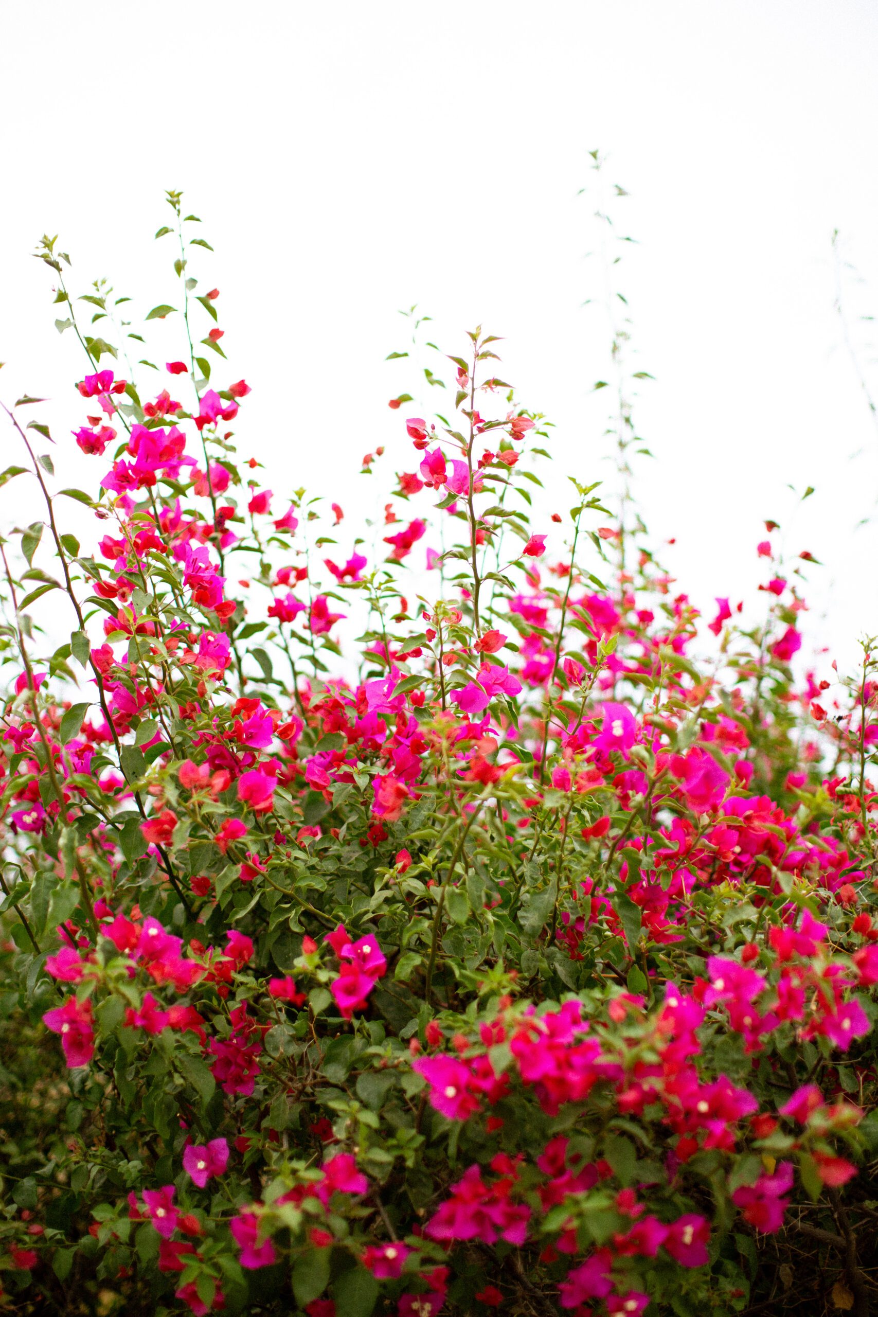 pink flowers in the huerto garden