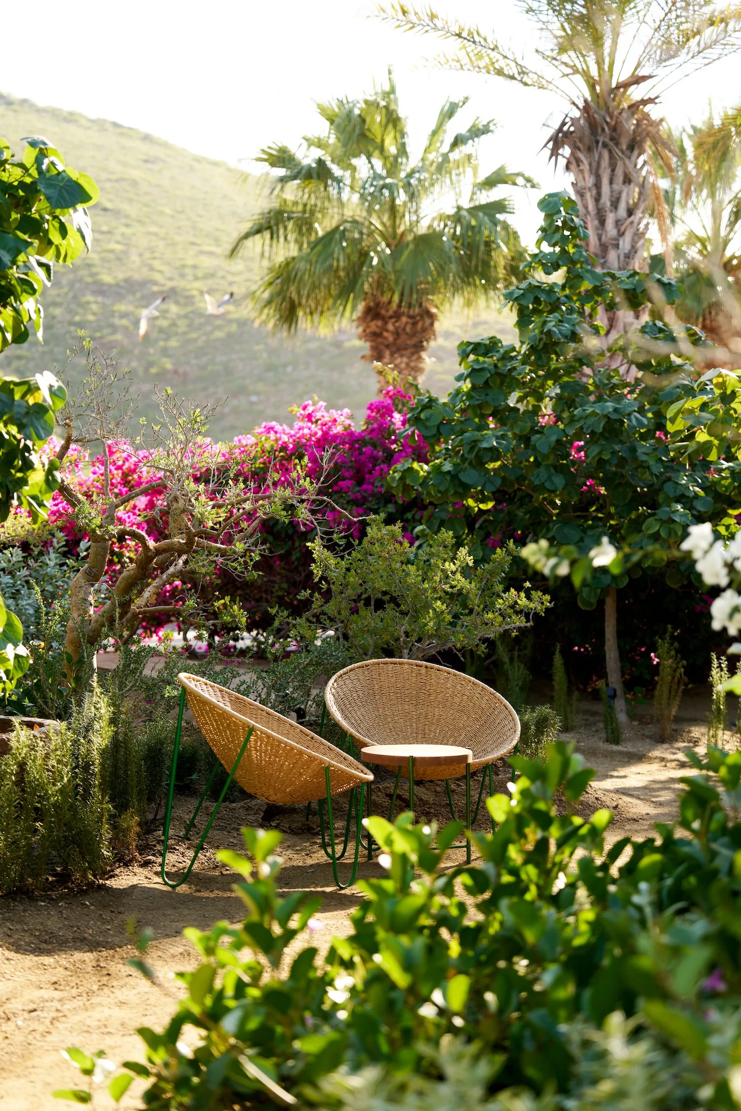 Cosecha garden with chairs
