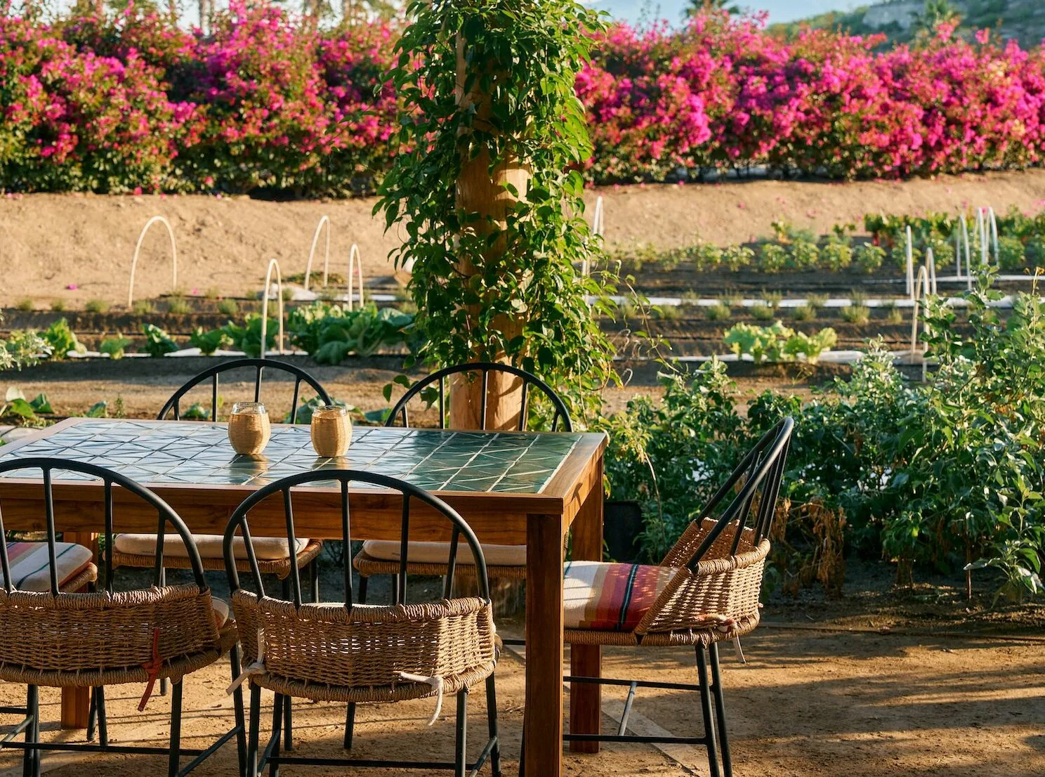 Cosecha table overlooking a garden