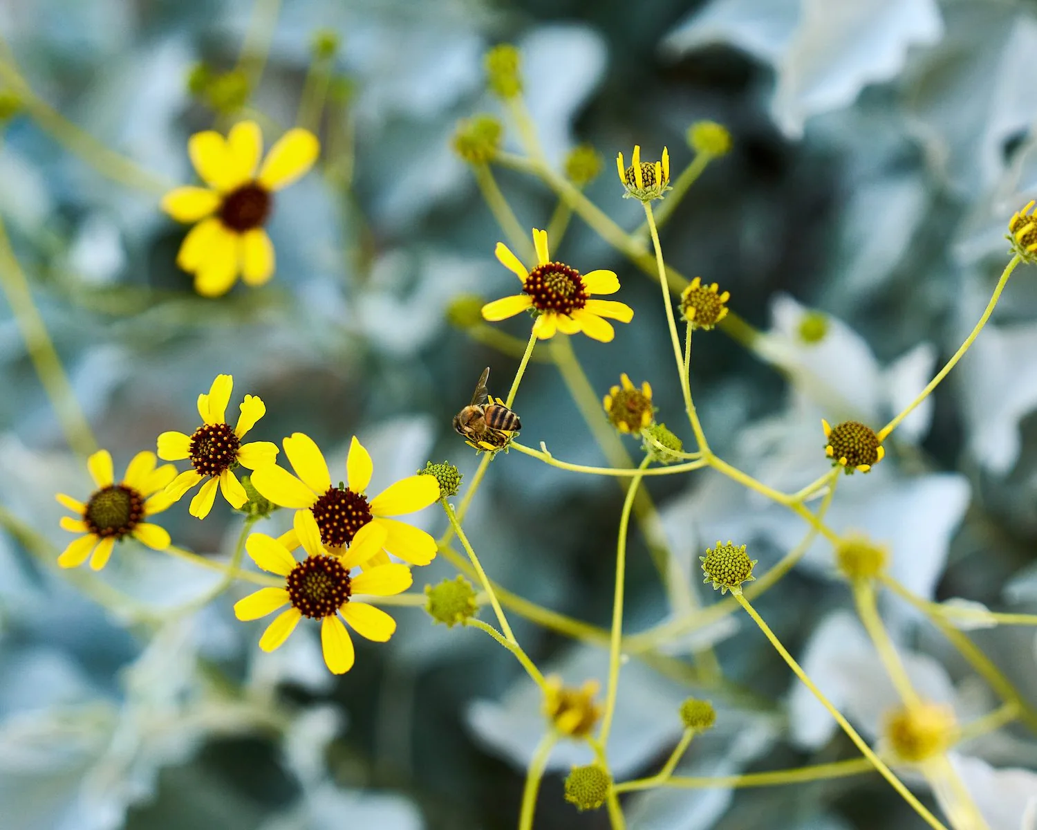 flowers with a bee