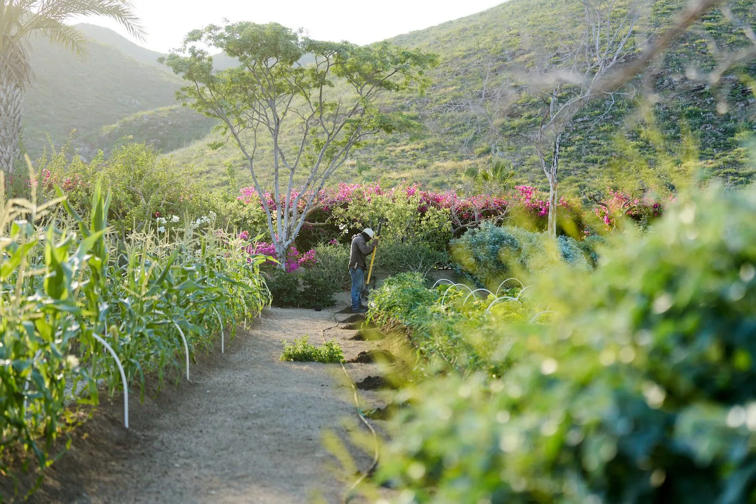 Cosecha garden