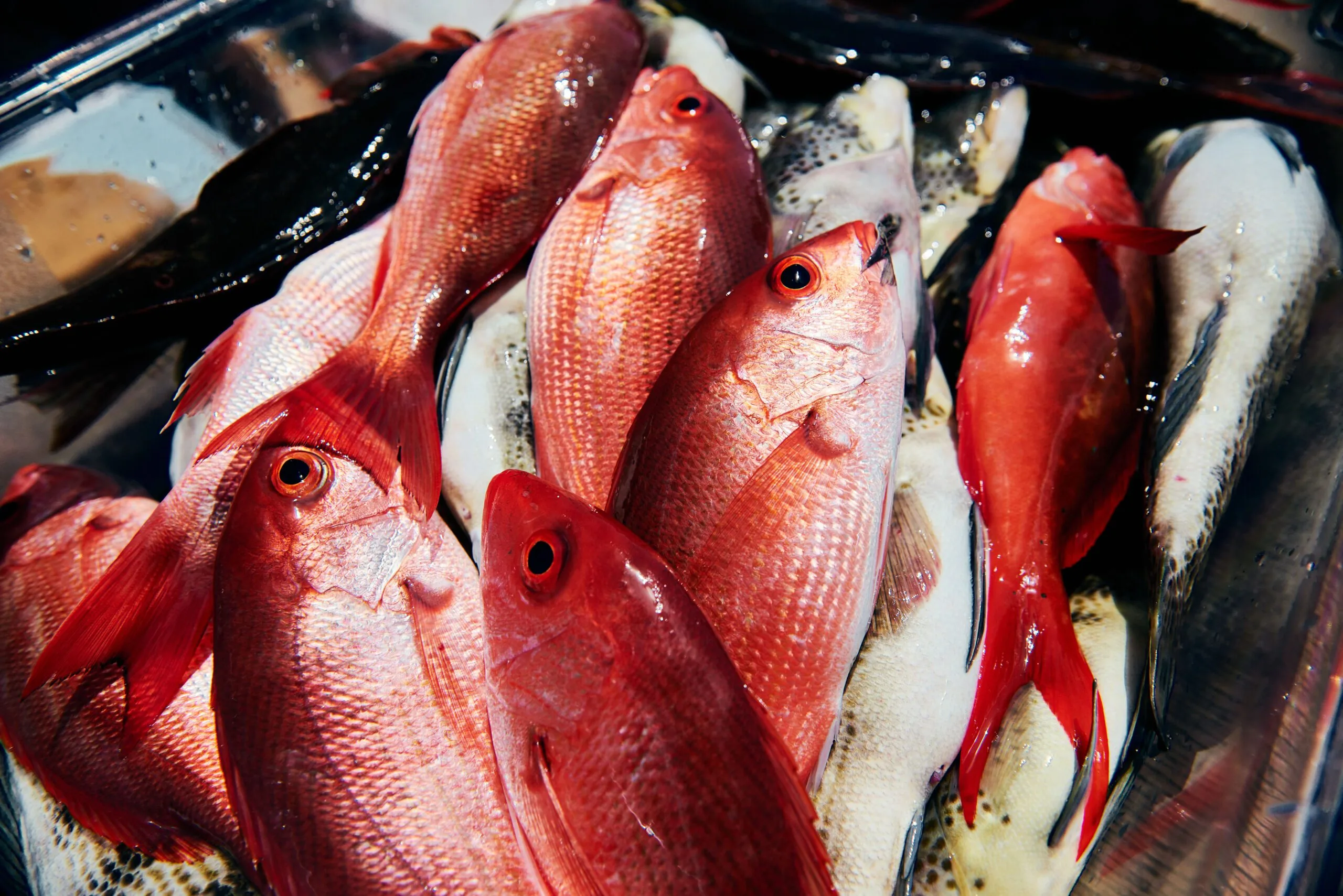 fish