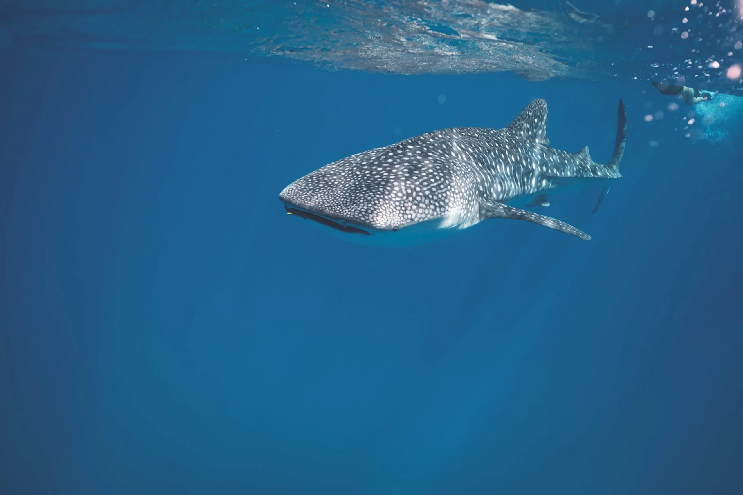 whale shark swimming in ocean