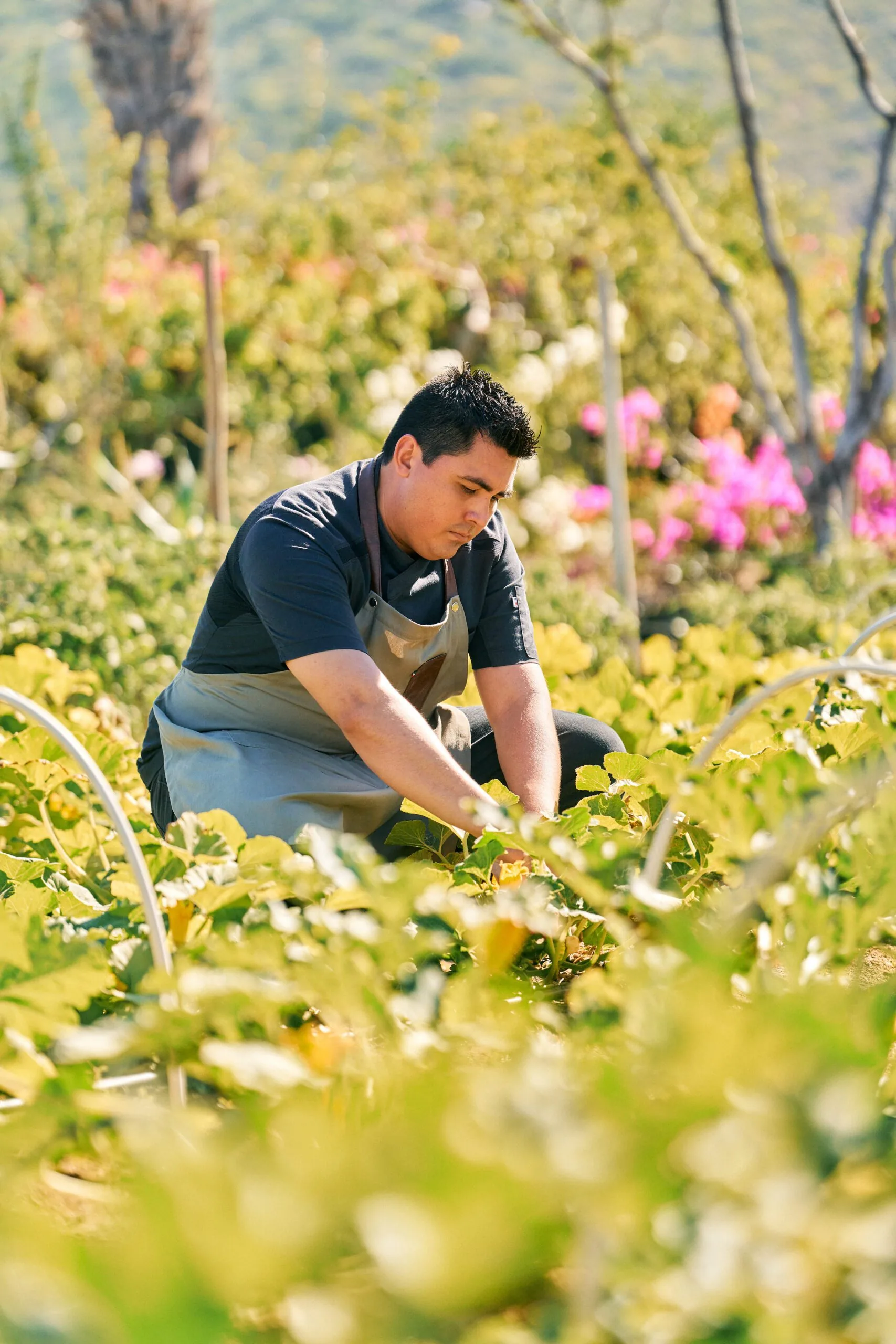 Chef Ramon harvesting from the huerto garden