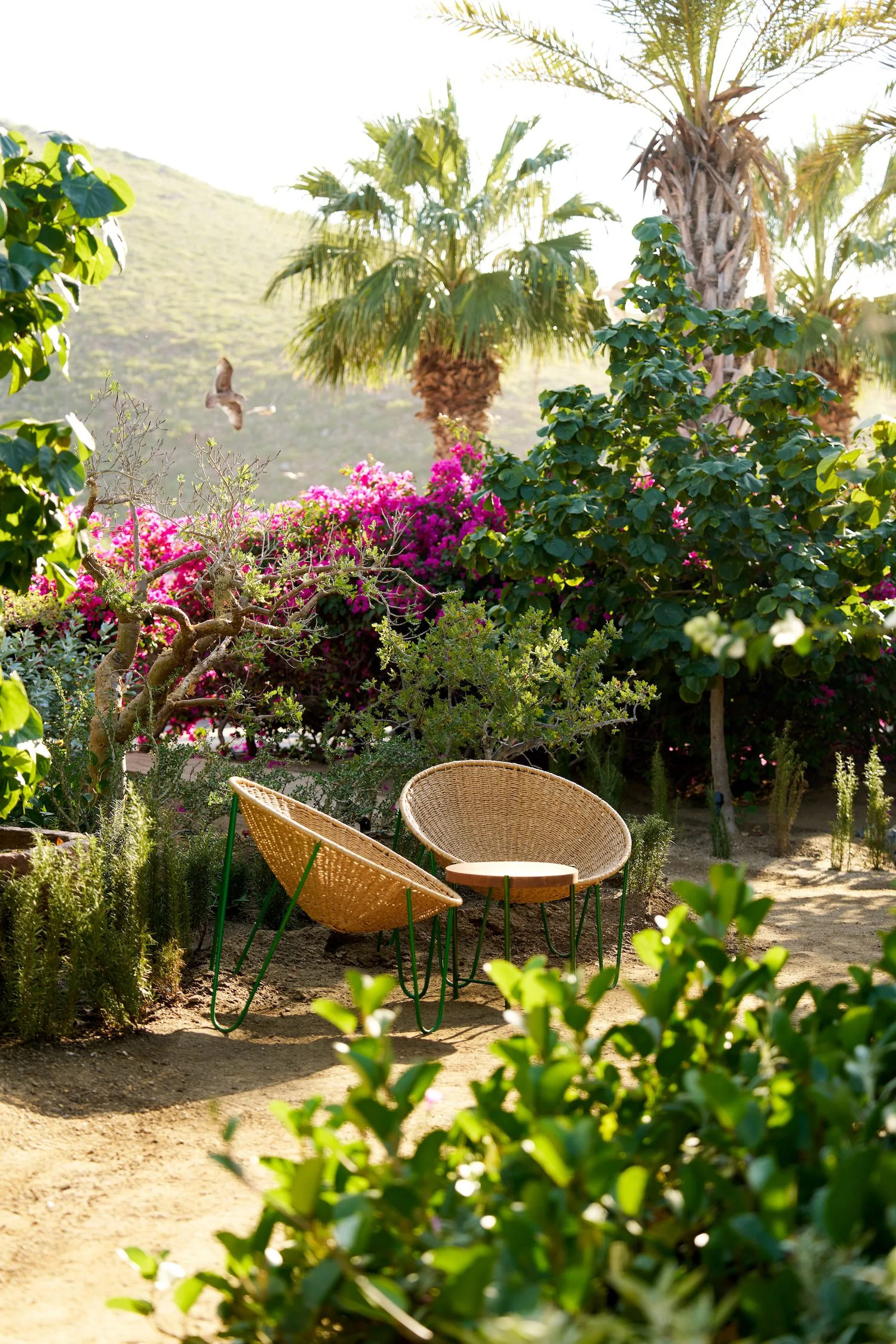 two chairs in the garden path of Cosecha