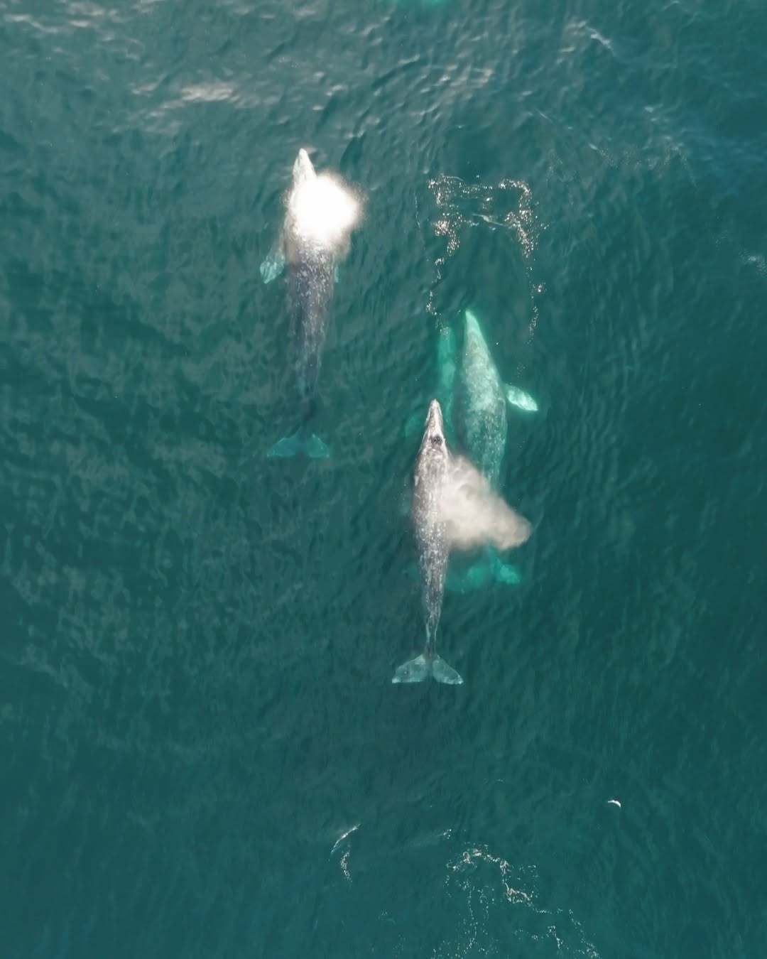 whales in the ocean