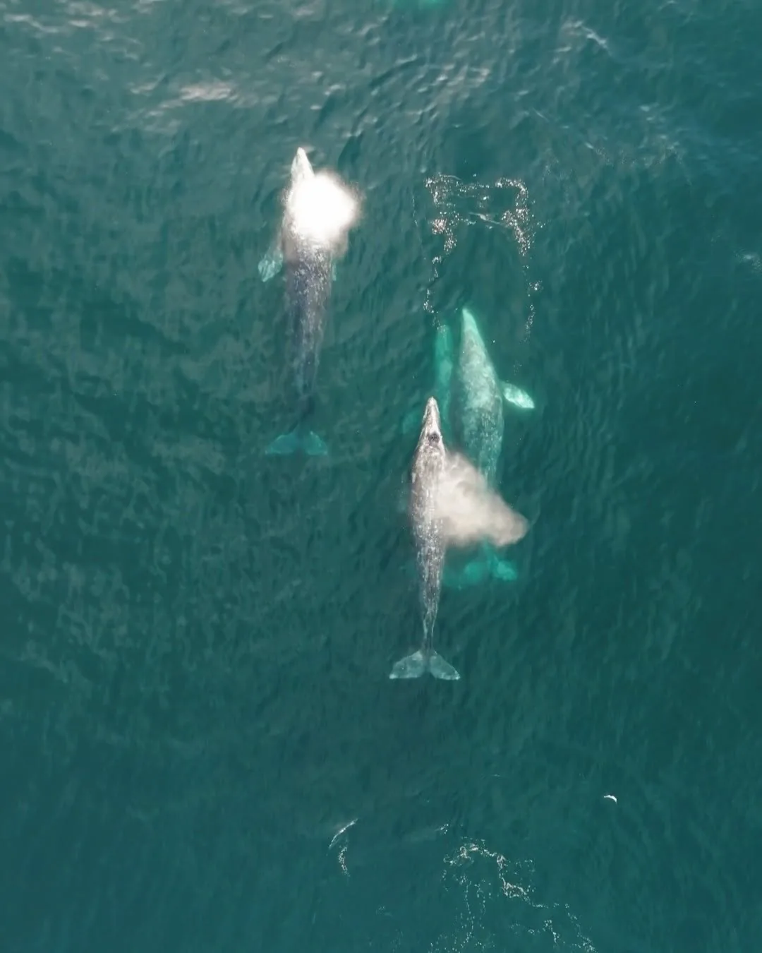 aerial view of whales swimming