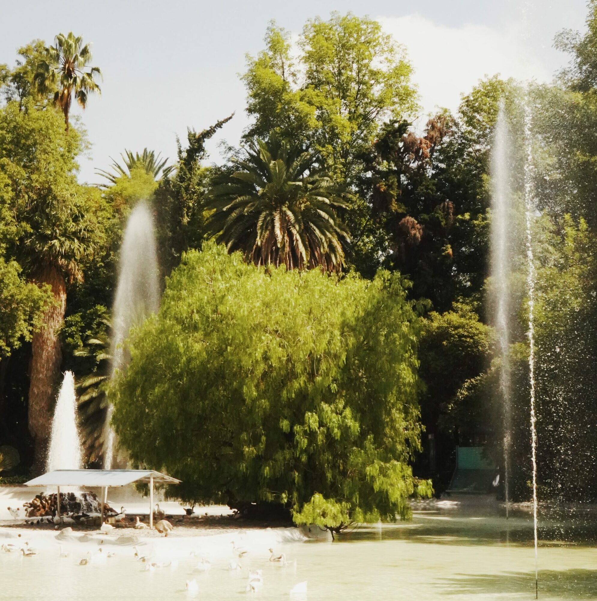 Waterfall and small body of water with ducks