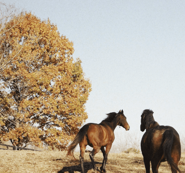 Hotel Genevieve Horses