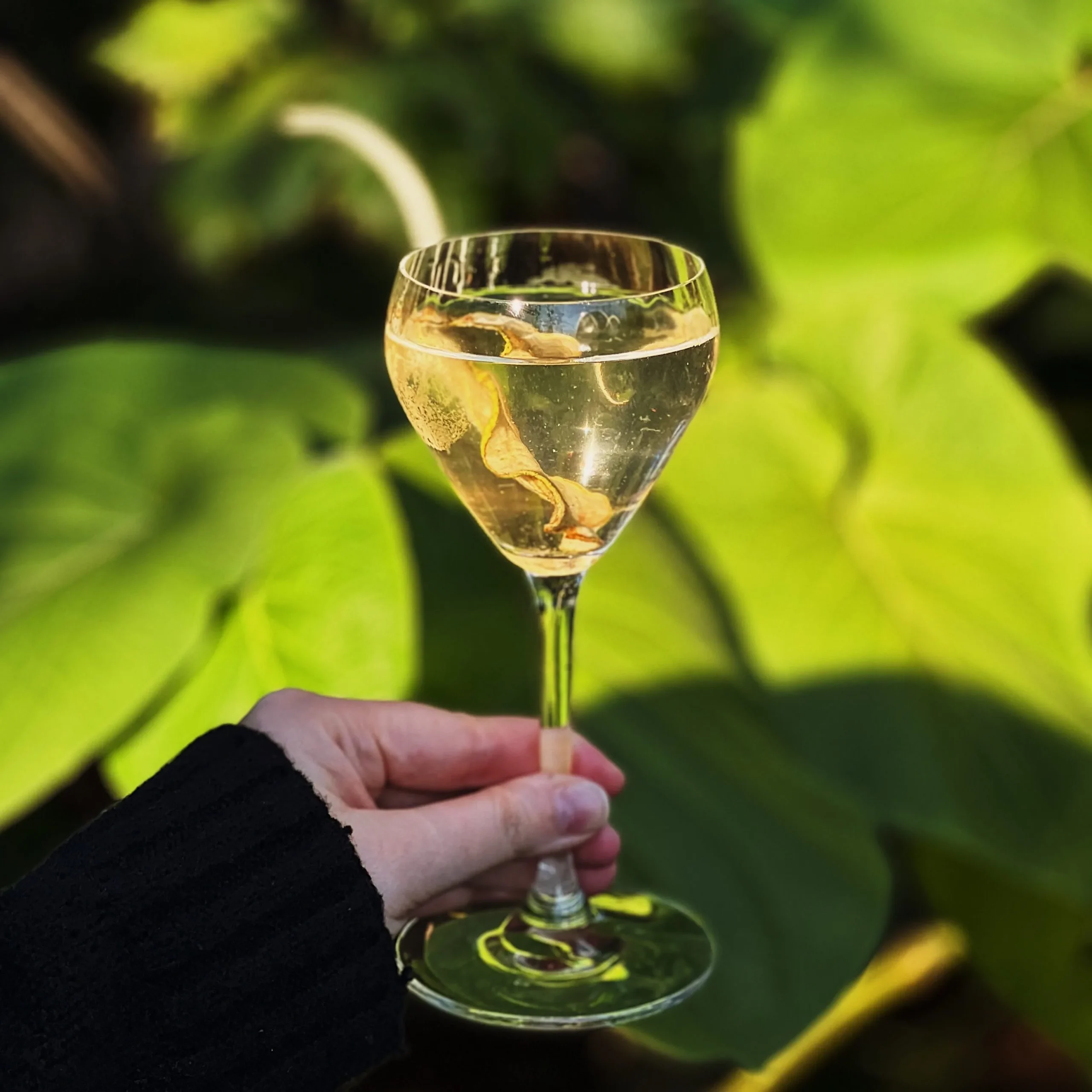 Hand holding a martini in front of a plant
