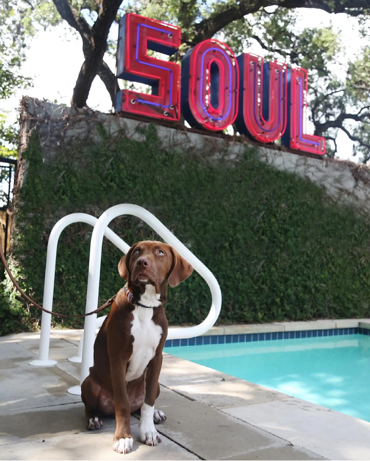 Dog in front of a pool and a neon sign