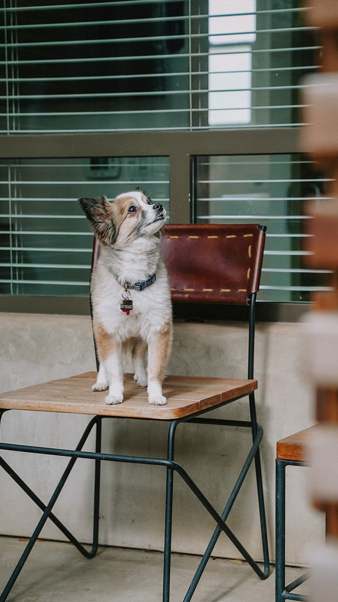 Small dog on a chair outside