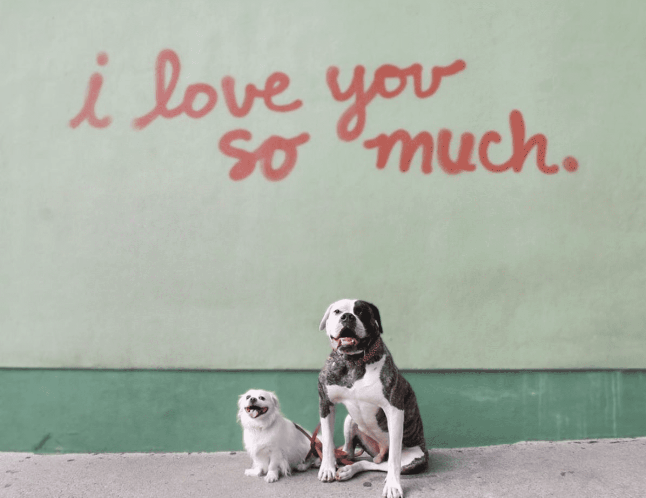 One large and one small dog in front of the "I love you so much" mural
