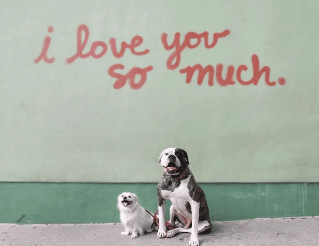 One large and one small dog in front of the "I love you so much" mural