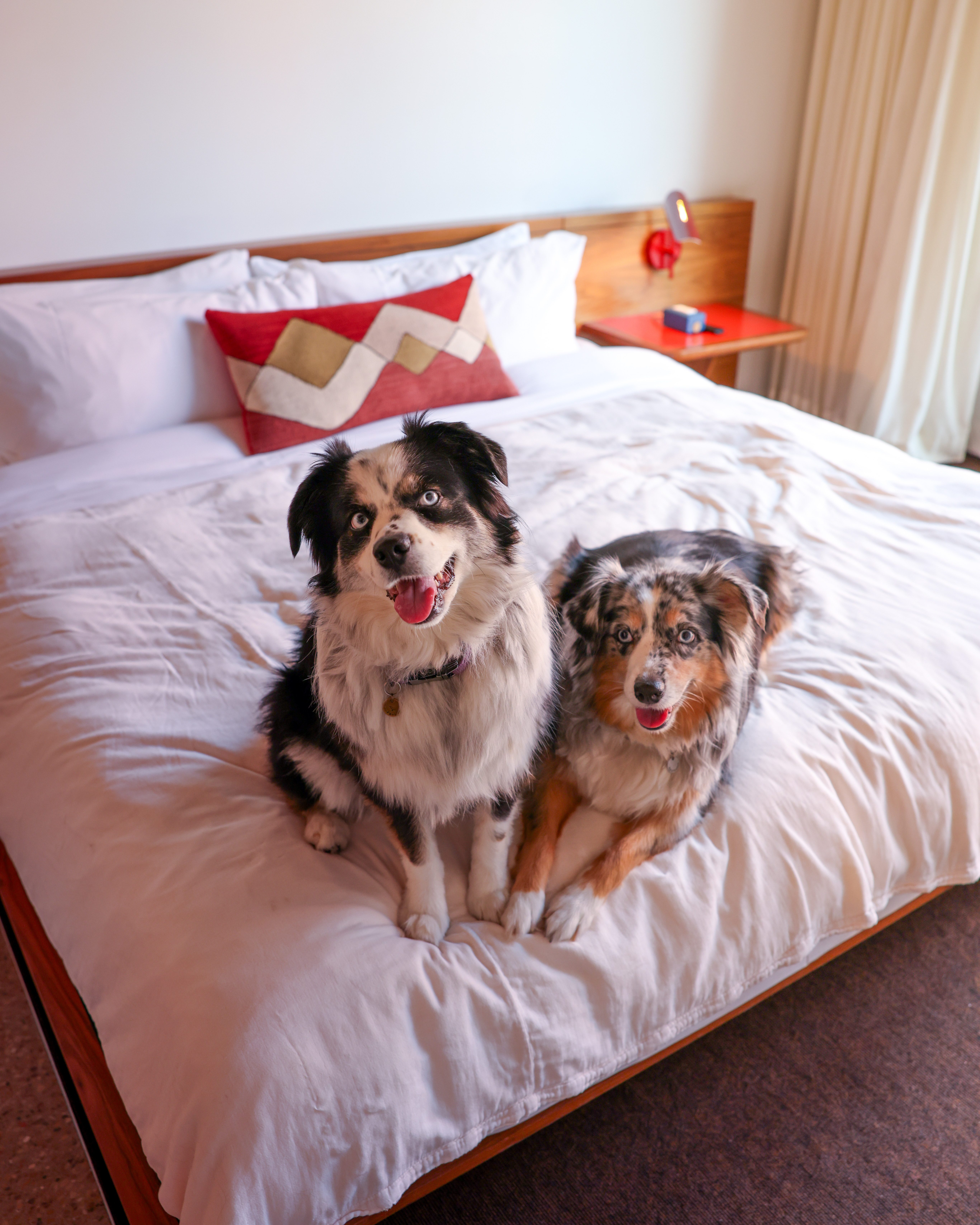 2 dogs on a hotel. bed looking at the camera