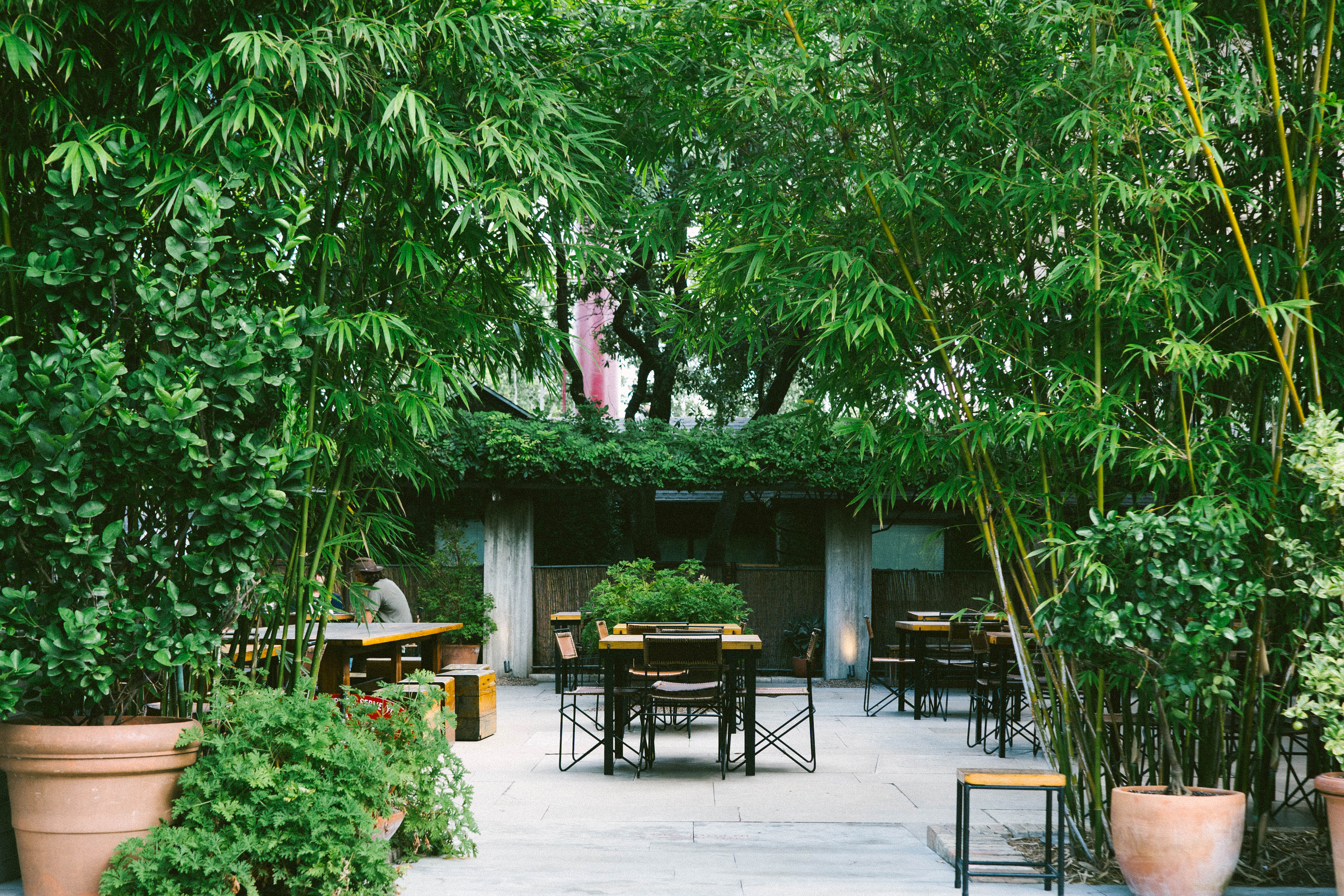 Leafy bamboo courtyard